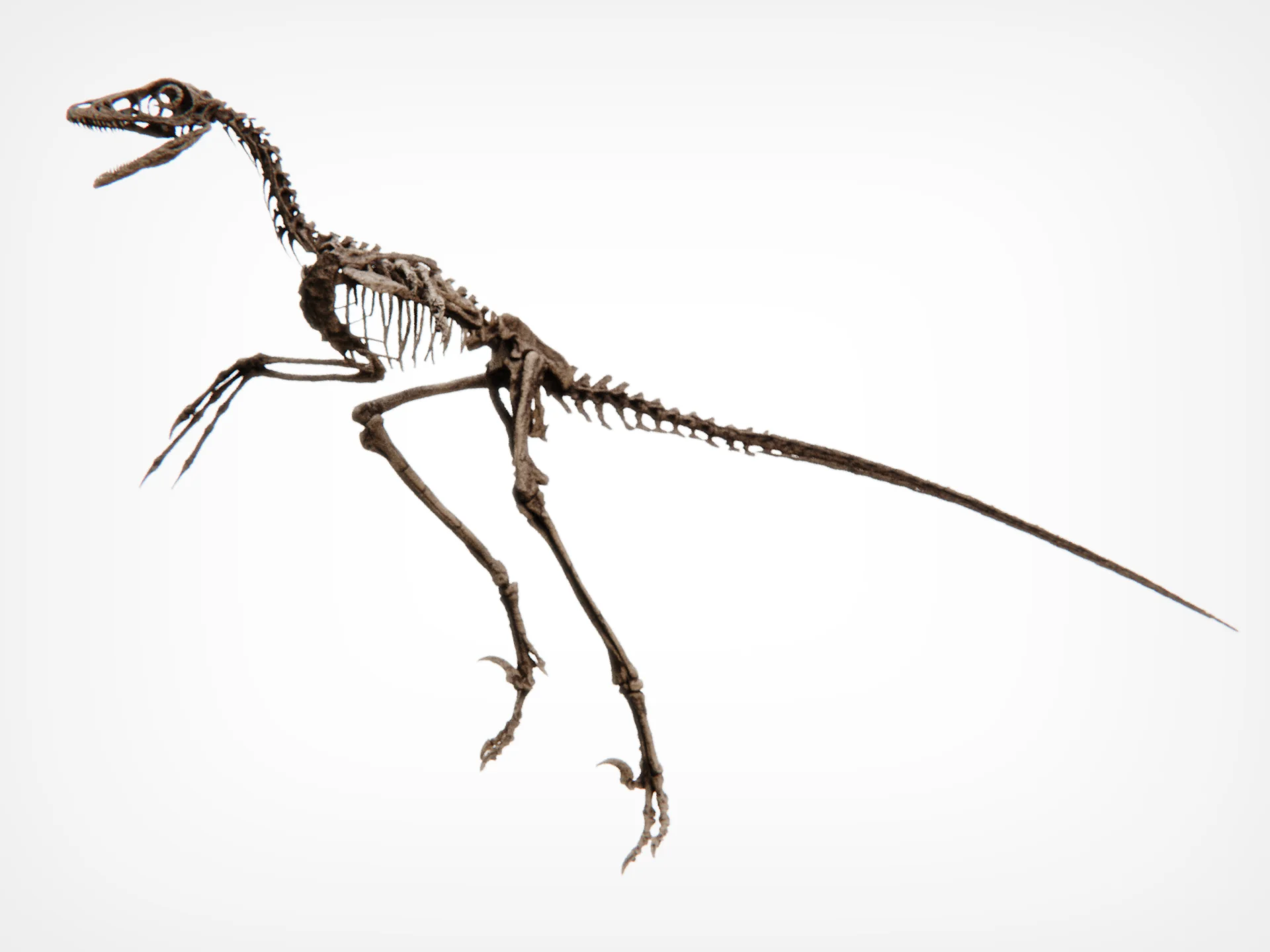 Microraptor Skull - Image 9