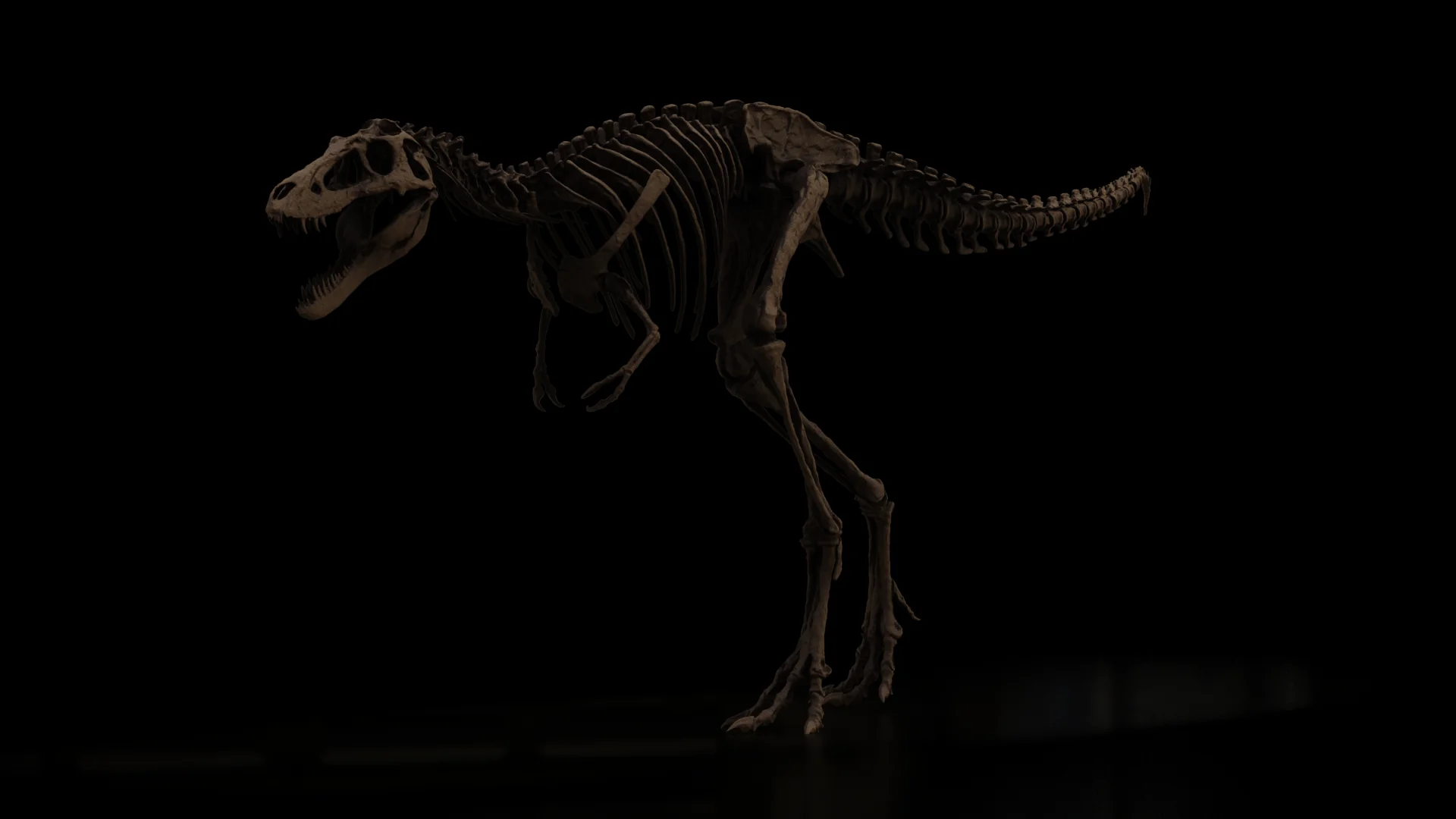 Nanotyrannus Lethaeus - Image 2