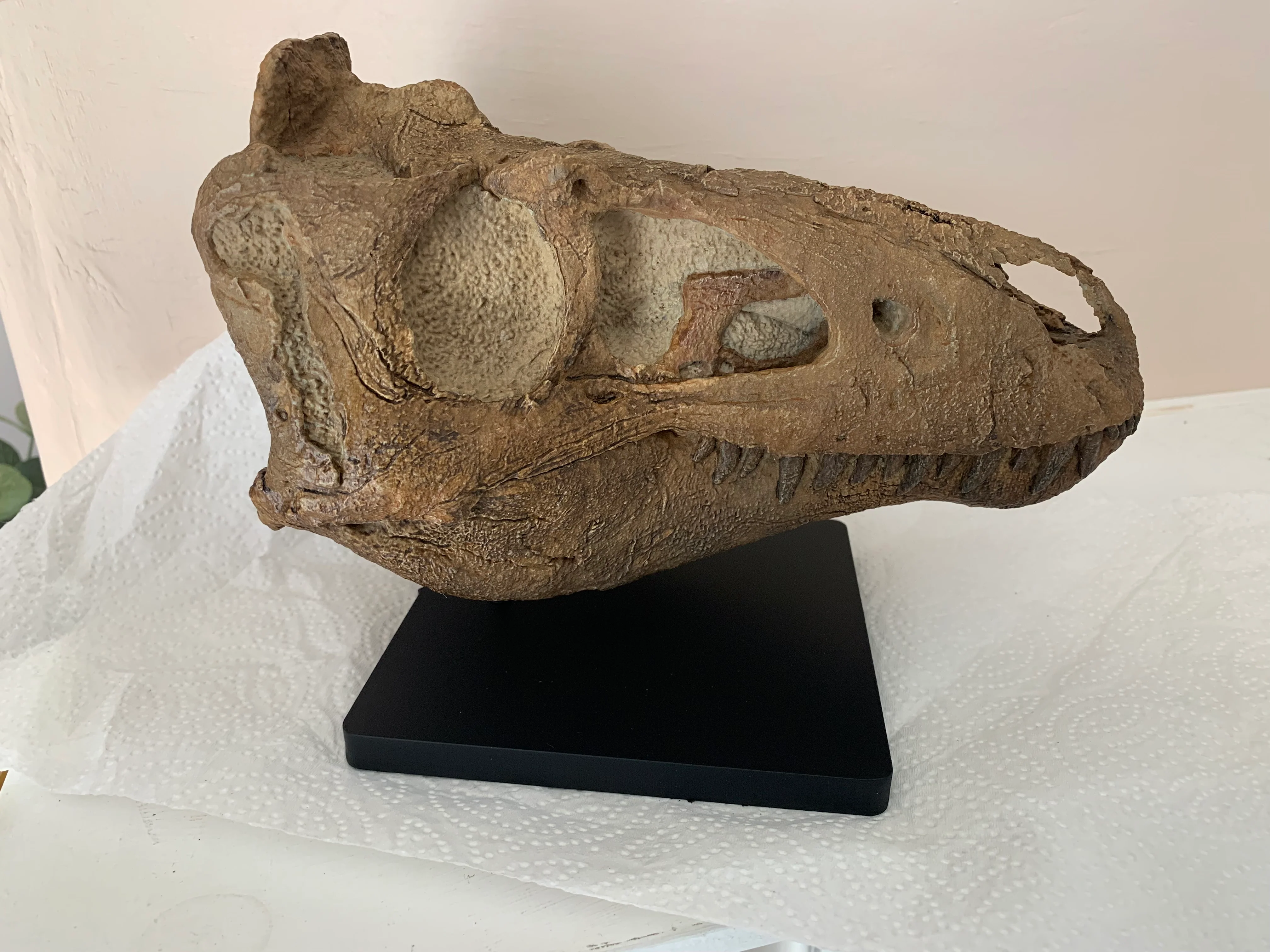 Nanotyrannus Skull -Desktop collectible  (22cm length) - Image 3