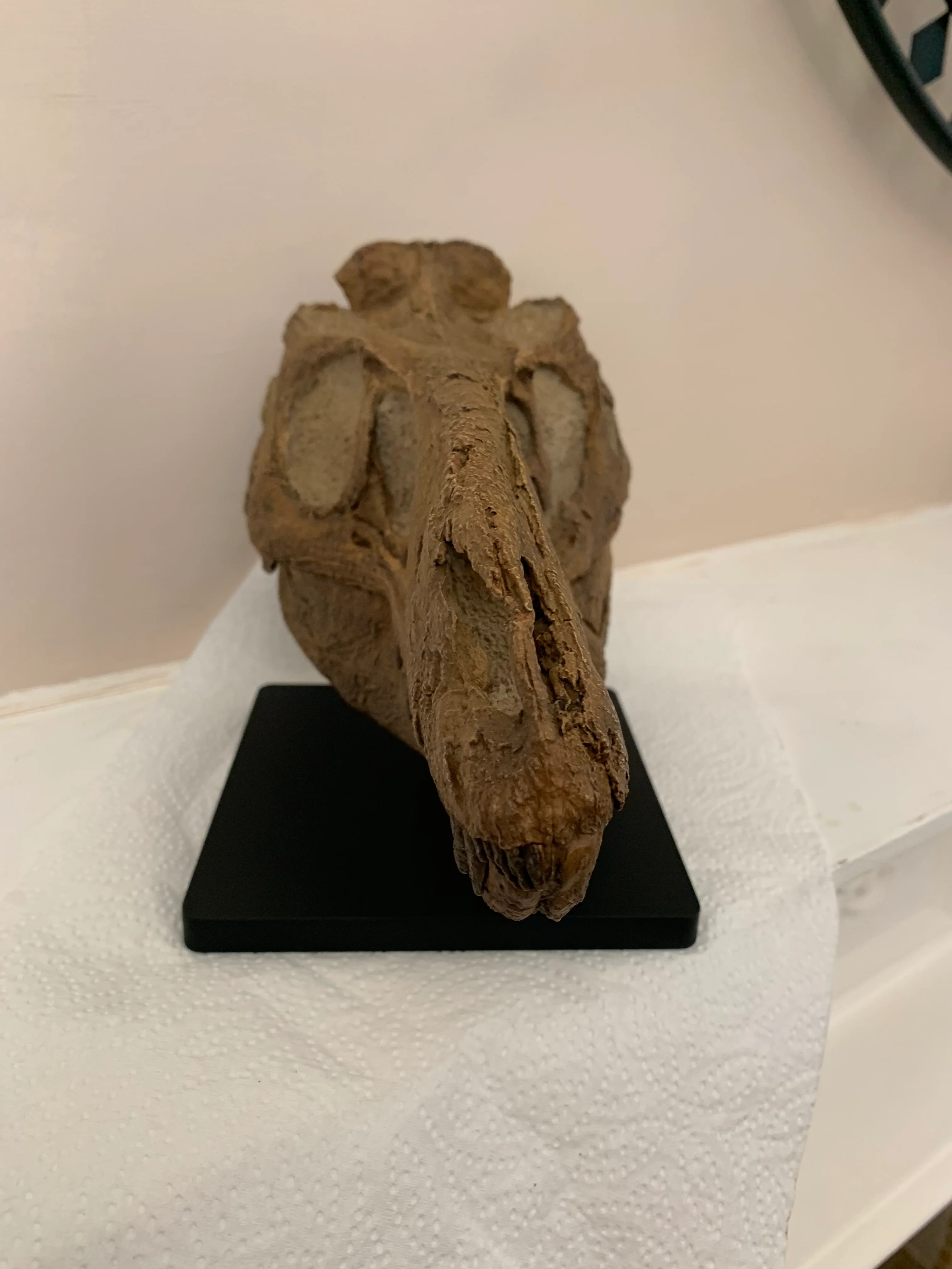 Nanotyrannus Skull -Desktop collectible  (22cm length) - Image 4