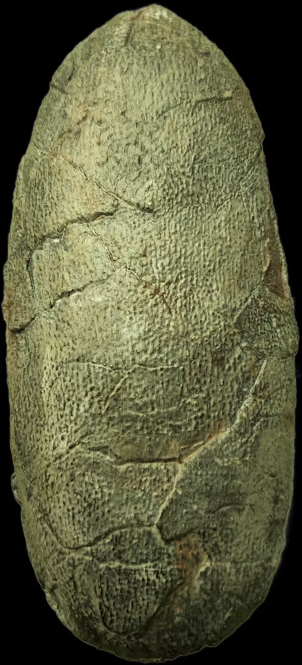 Oviraptor egg - Image 3