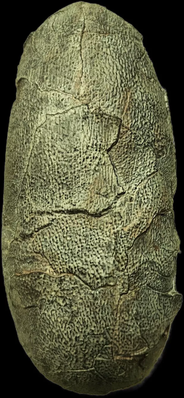 Oviraptor egg - Image 4