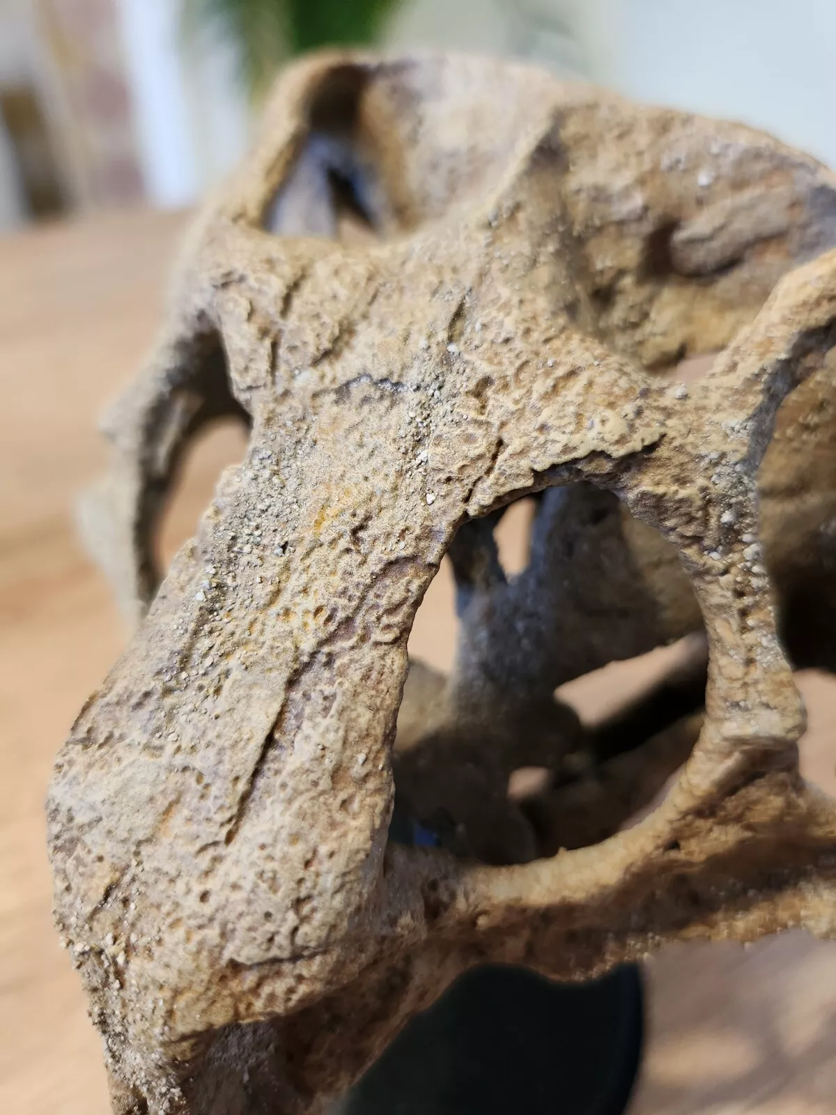 Large Psittacosaurus Skull - Image 2