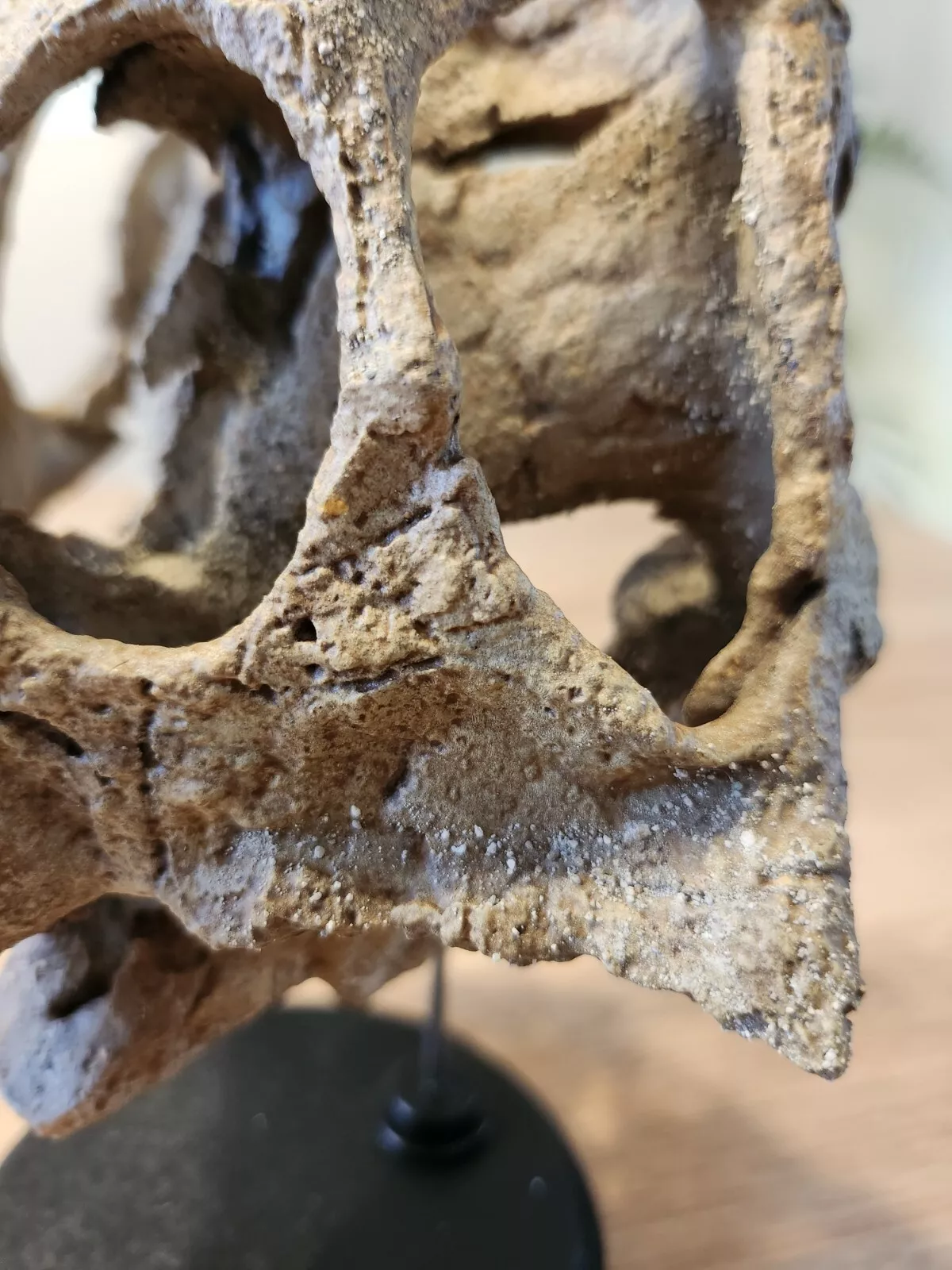Large Psittacosaurus Skull - Image 3