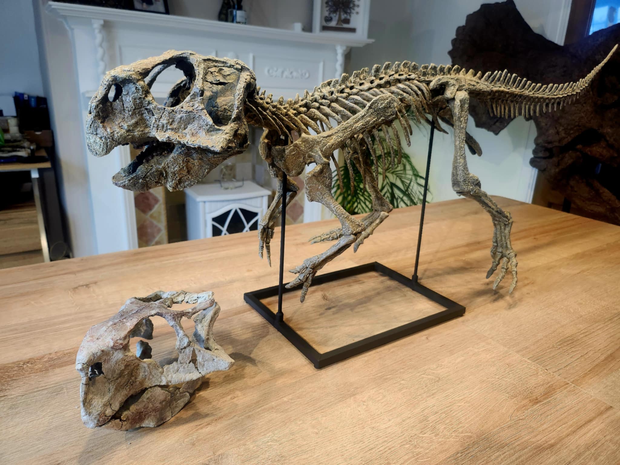 Psittacosaurus - Image 2