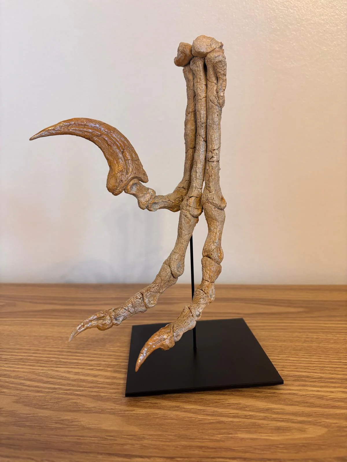 Raptor Killing foot (SHRI RAPAX)
