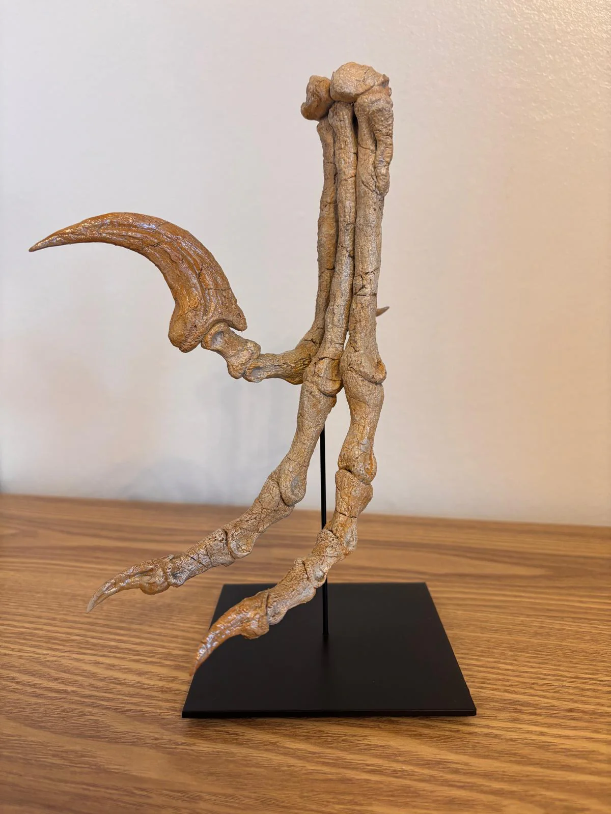 Raptor Killing foot (SHRI RAPAX) - Image 2