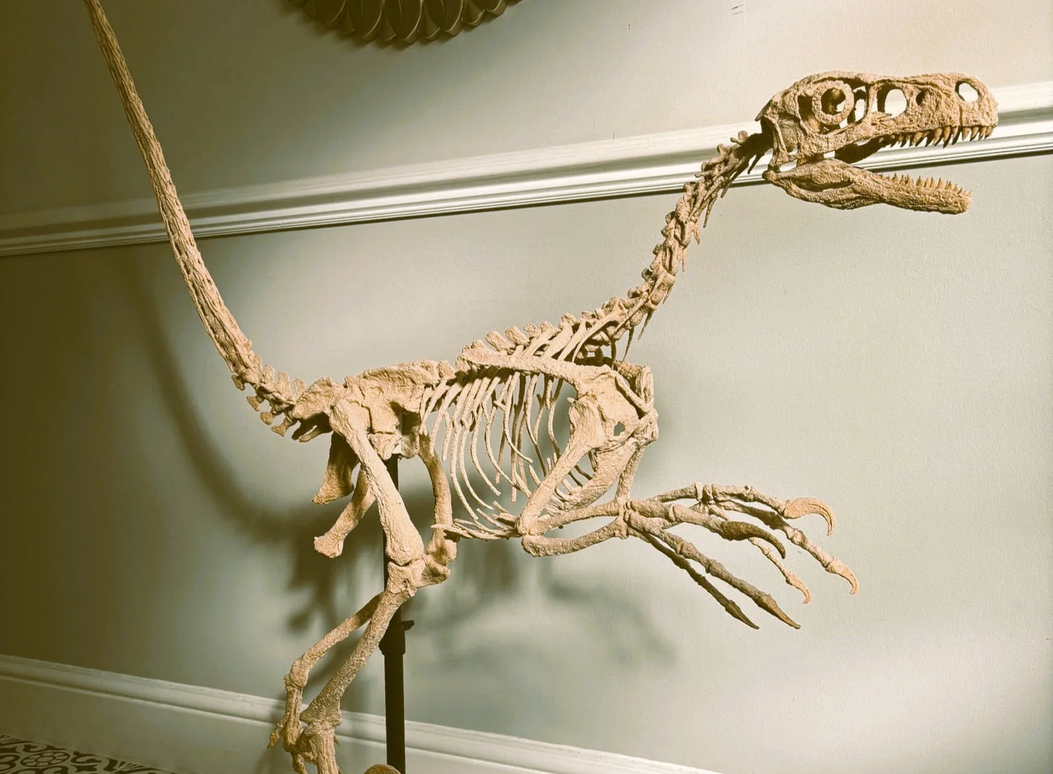 Raptor Killing foot (SHRI RAPAX) - Image 3