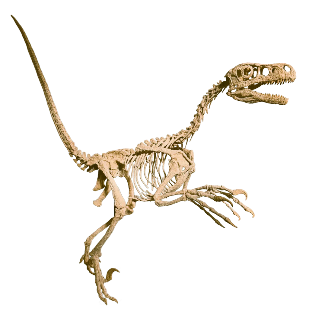 Raptor Killing foot (SHRI RAPAX) - Image 4