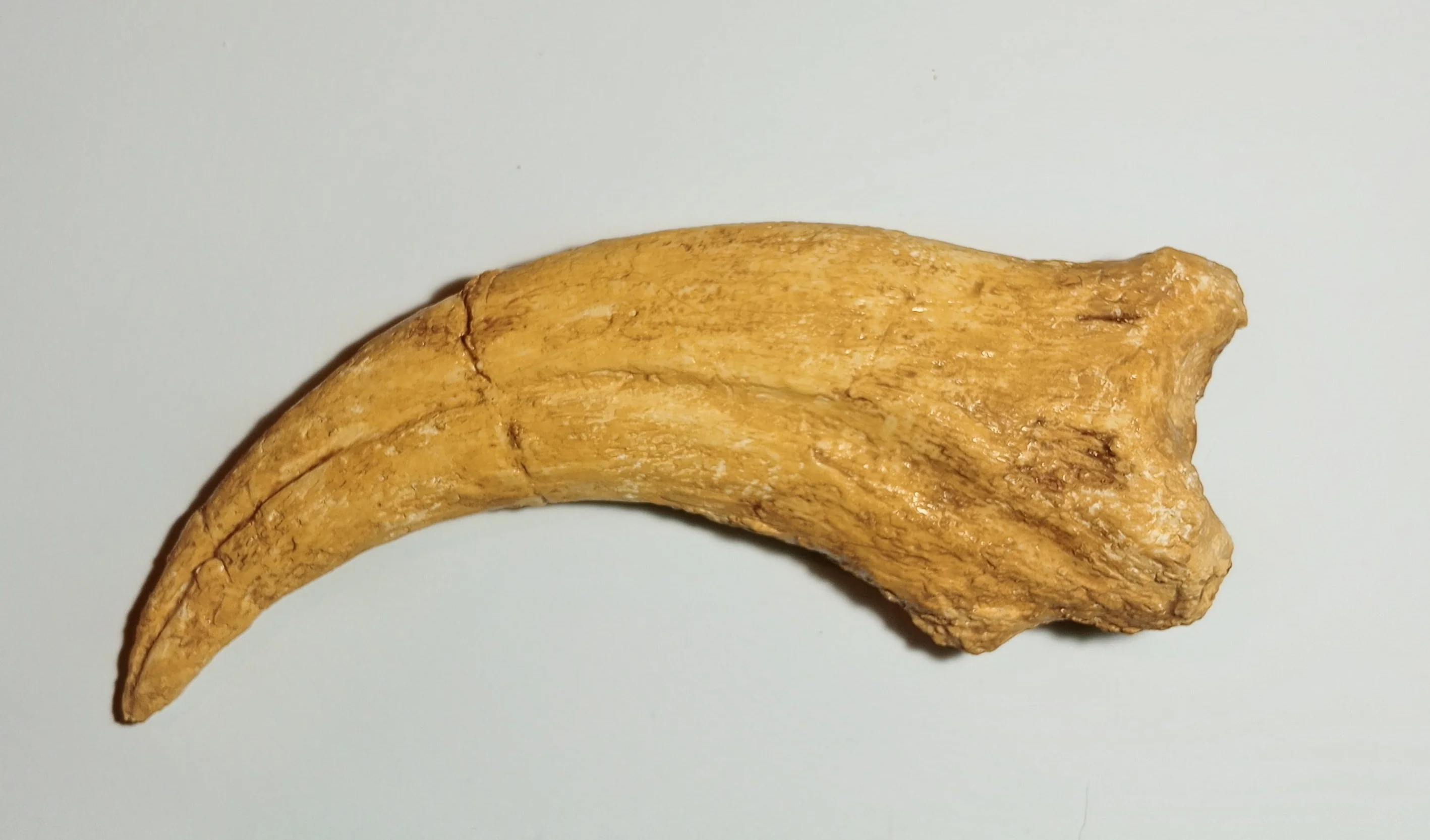 Spinosaurus Claw Cast