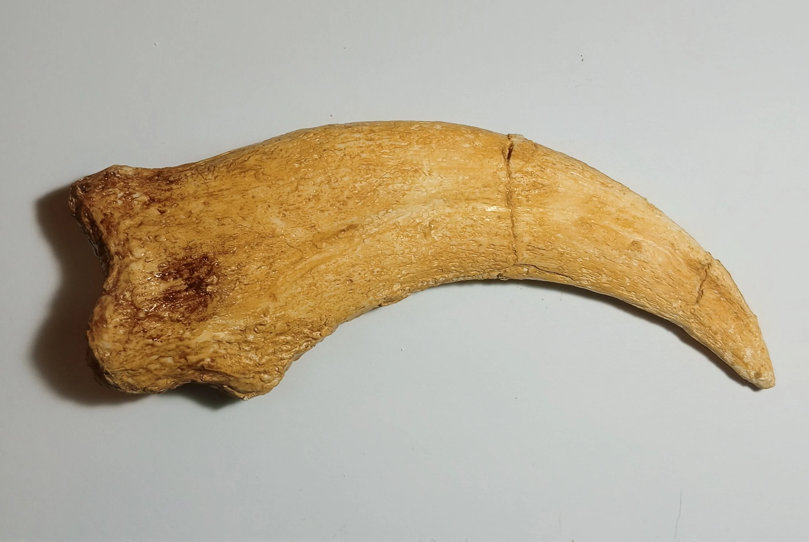 Spinosaurus Claw Cast - Image 2