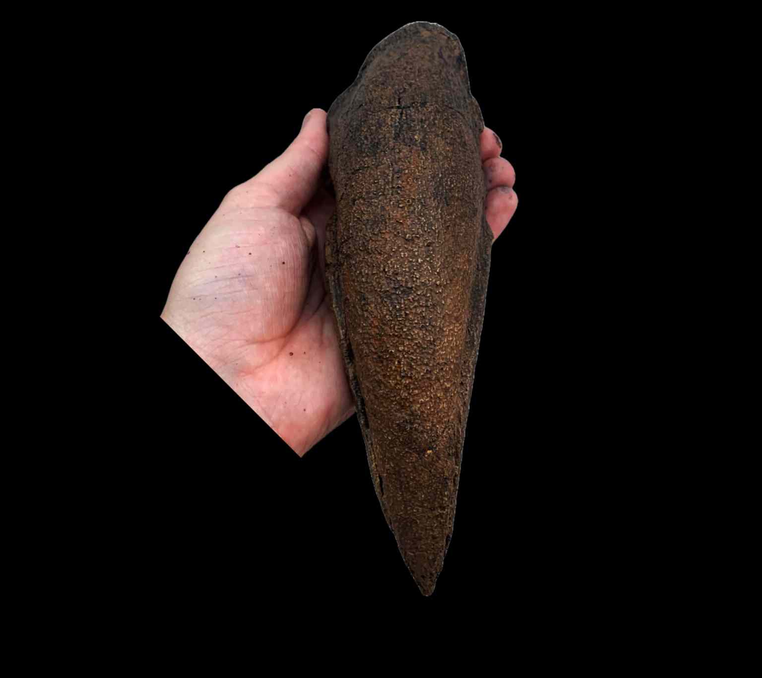 Tyrannosaurus Rex Claw - Image 3