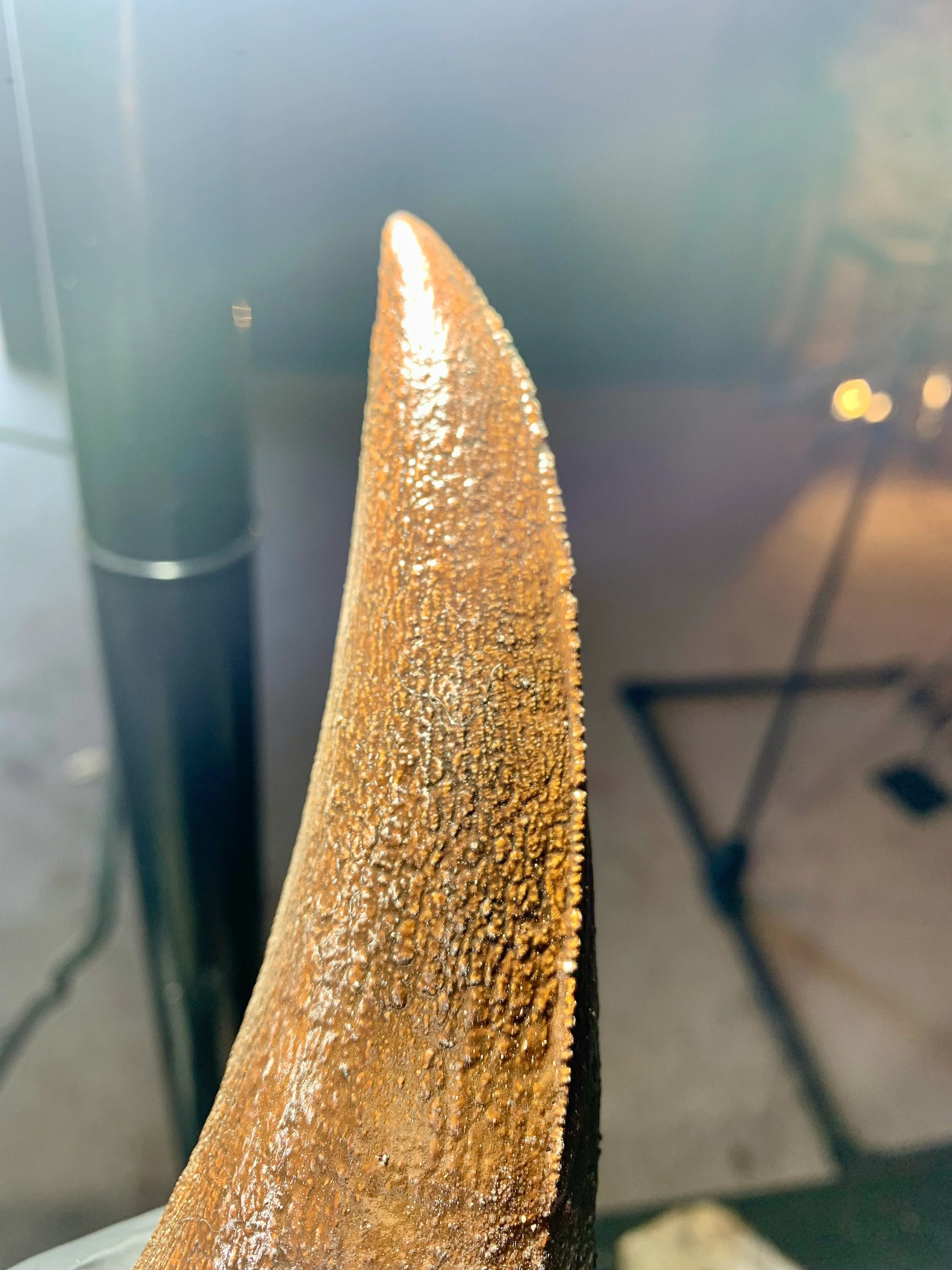 Tyrannosaurus Rex Tooth 2 - Image 3