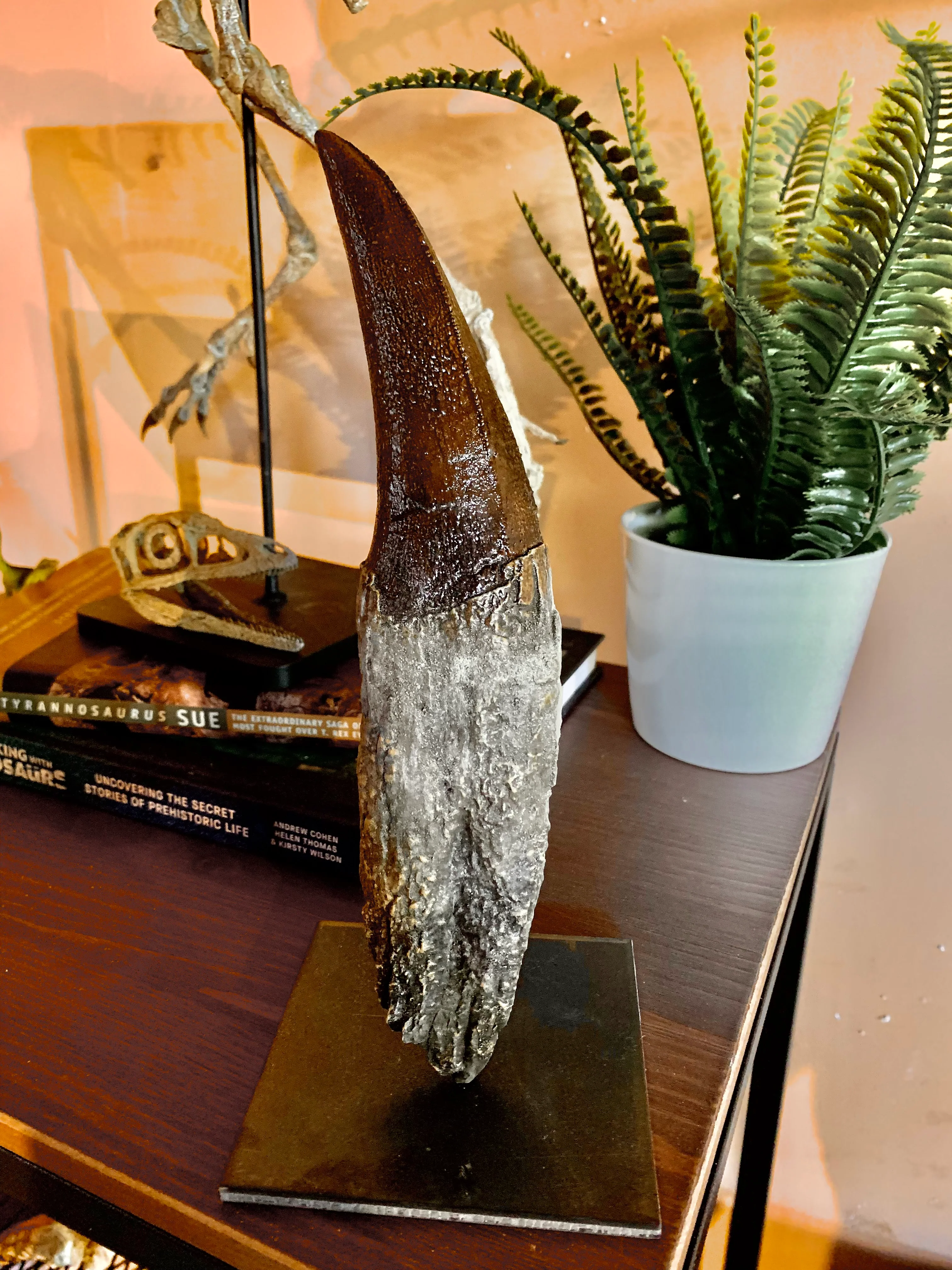 Tyrannosaurus Rex Tooth 2 - Image 4
