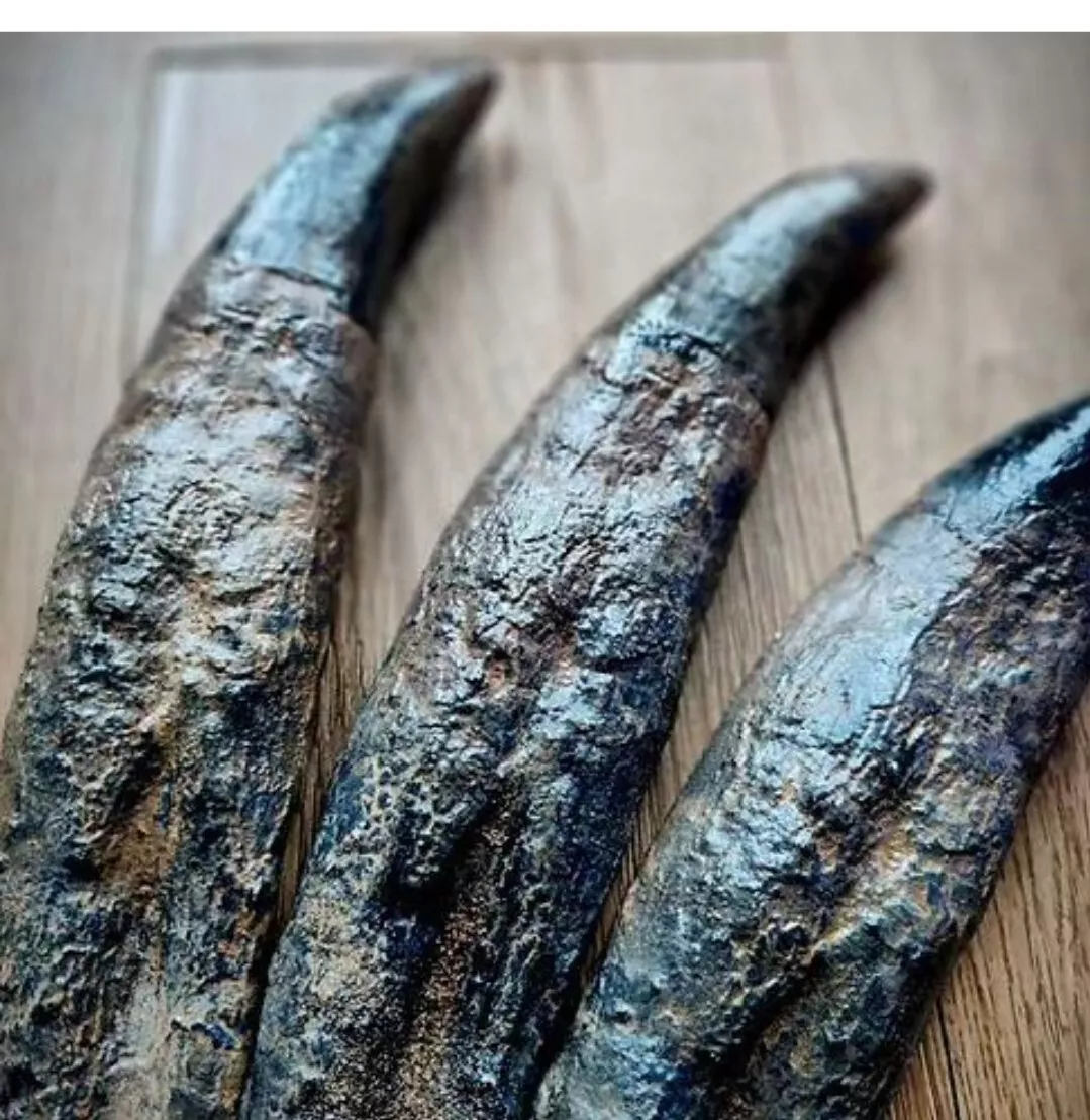 Tyrannosaurus Rex Tooth - Image 3