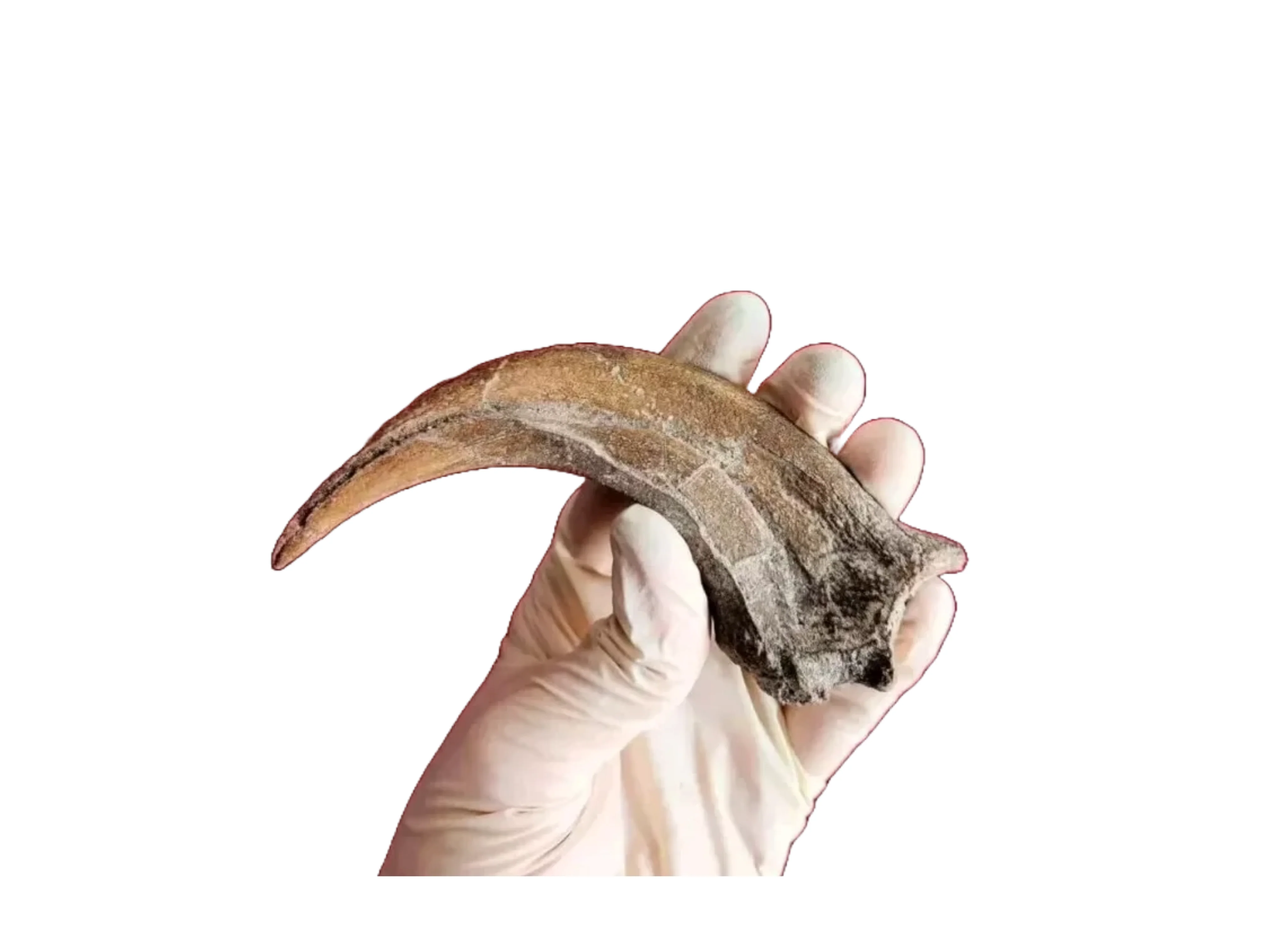 Utahraptor Claw - Image 3