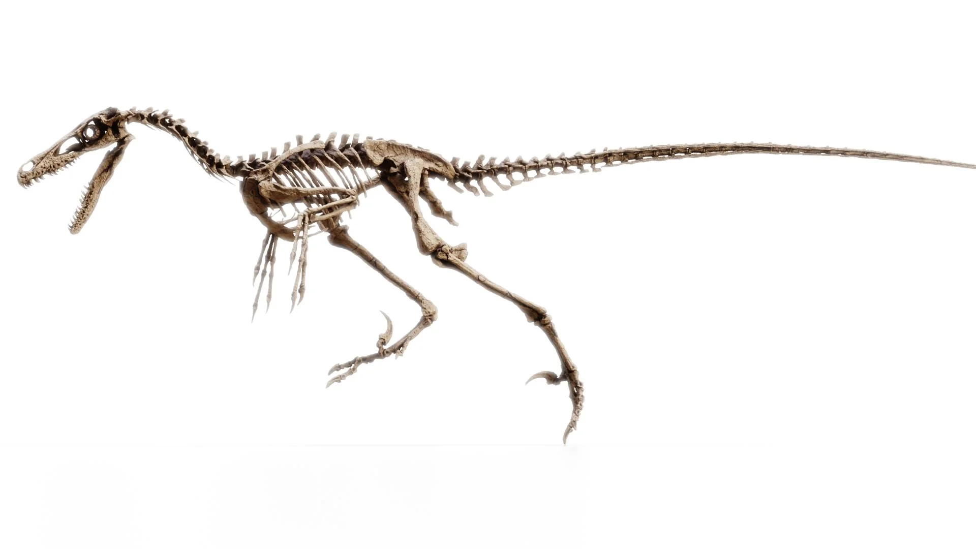 Velociraptor Skull - Image 3