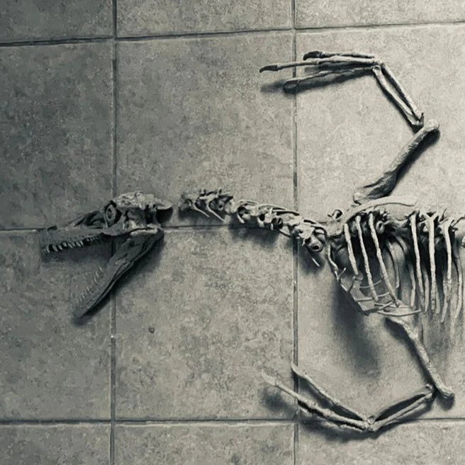 Velociraptor Skull - Image 4