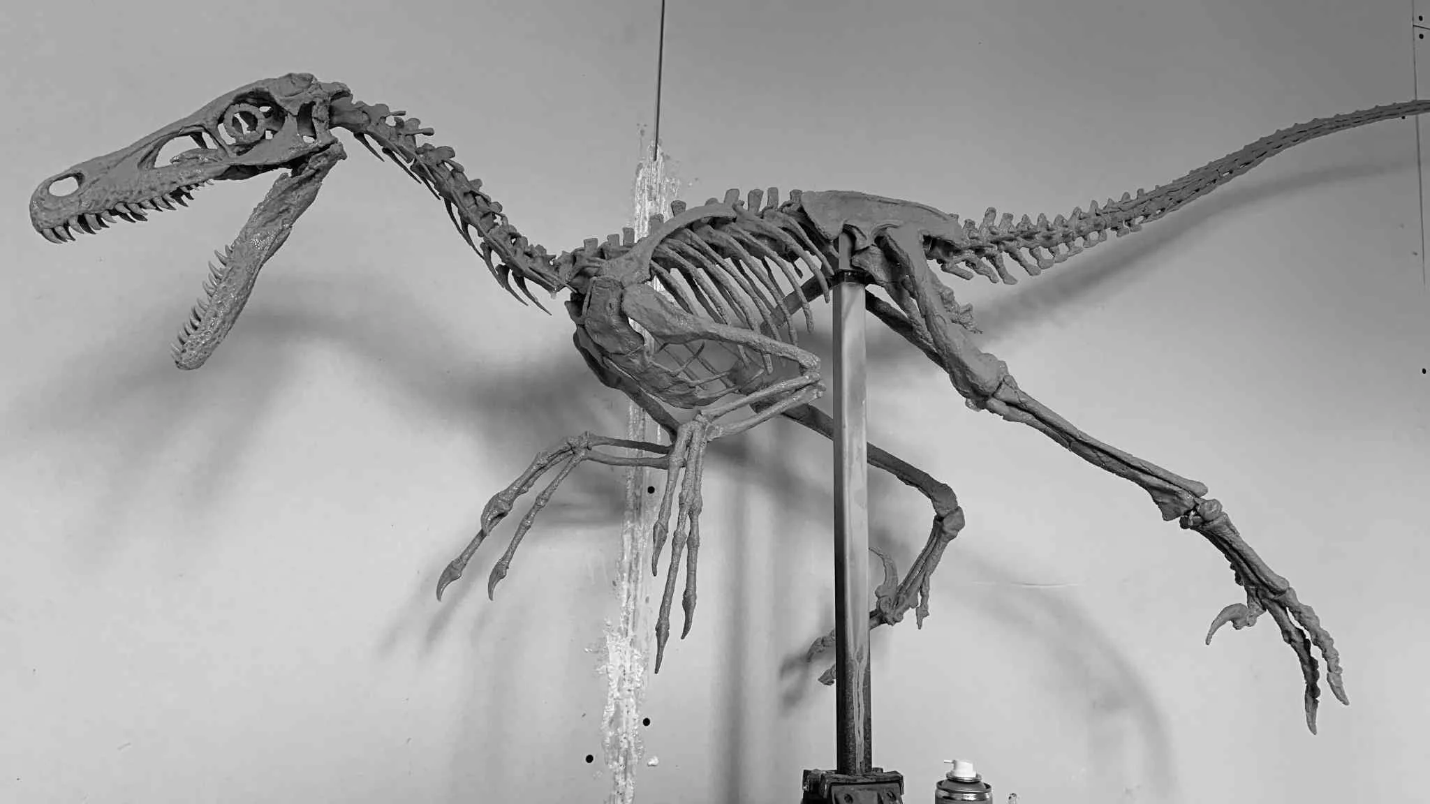 Velociraptor Skull - Image 5