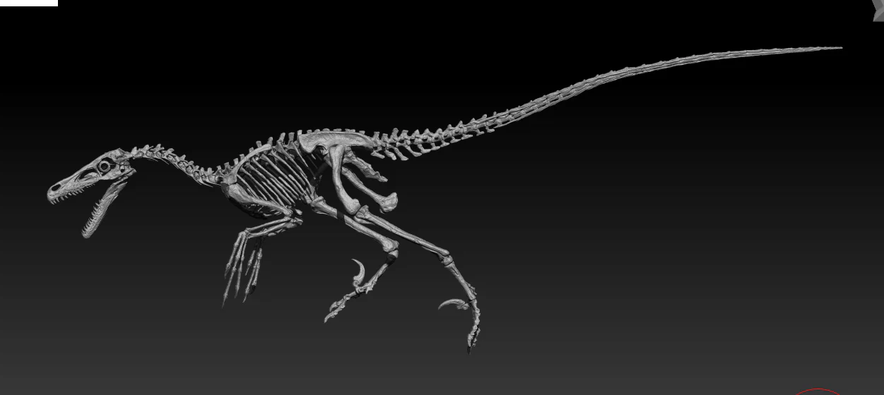 Velociraptor Skull - Image 6